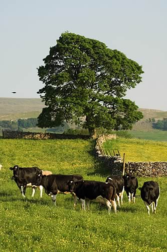 farm Images